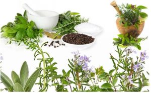 bài thuốc nam diệt vi khuẩn HP hiệu quả