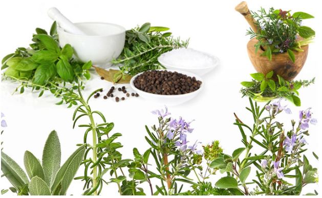 bài thuốc nam diệt vi khuẩn HP hiệu quả