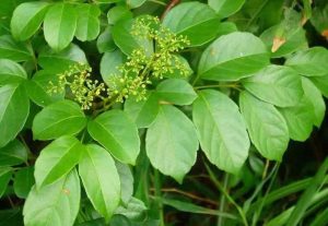 Thuốc điều trị vi khuẩn HP dạ dày kháng thuốc kháng sinh