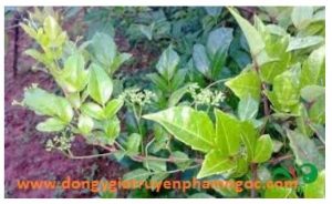 Đông y có trị được vi khuẩn HP hay không