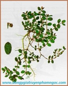 cỏ sữa nhỏ lá trị bệnh viêm đại tràng