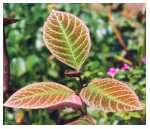 trị bệnh viêm loét dạ dày dứt điểm bằng y học cổ truyền