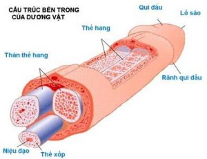 cấu trúc bên trong dương vật