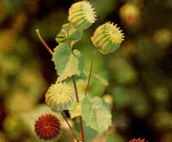 cây cối xay - thuốc tăng tinh dịch