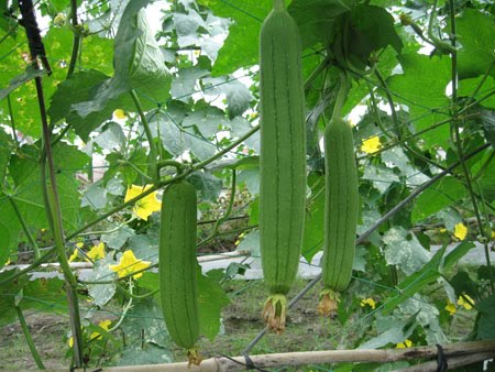 trị nếp nhăn bằng cây mướp