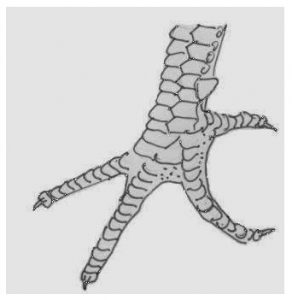 chân gà là vị thuốc quý