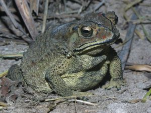 Những vị thuốc từ cóc