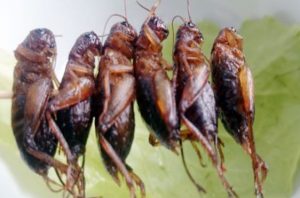 con dế trong Đông Y