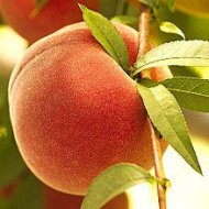 những trái cây tốt cho tình dục hai giới