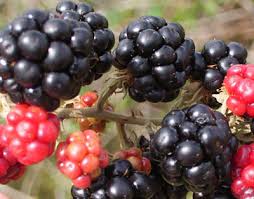 Vật phẩm thiên nhiên tăng cường khả năng tình dục