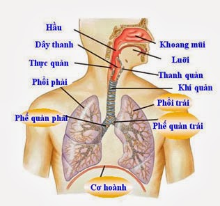 hệ hô hấp