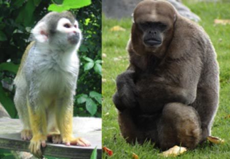 khỉ nhện và khỉ len