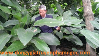 8 phương pháp giải rượu nhanh nhất