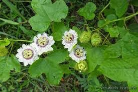 lạc tiên chùm bao