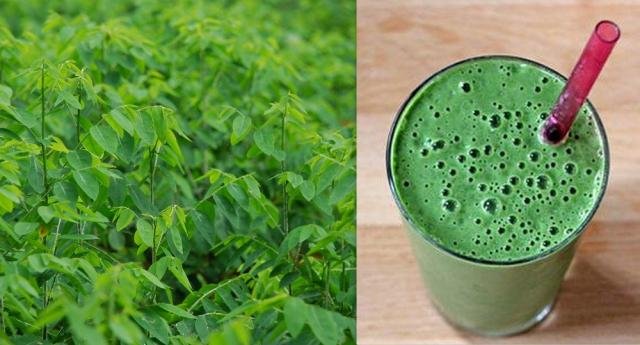 nước rau ngót sống rất tốt cho quý ông yếu tinh trùng