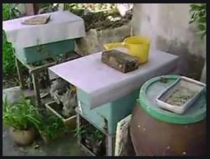 Ong mật trong thùng bằng xốp khi ngoài trời ngót 60 độ