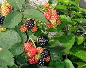 quả dâu giúp bổ thận âm