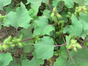 quả ké đầu ngựa