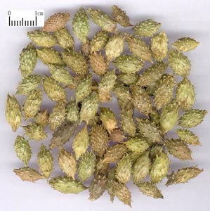 quả ké đầu ngựa khô