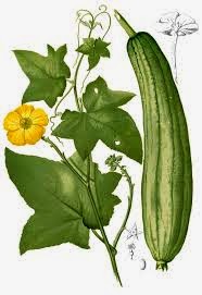 Đông y trị mụn trứng cá