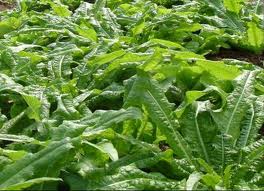 rau diếp là thần dược phòng the dễ kiếm nhất