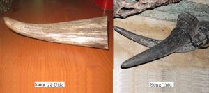 sừng tê giác và sừng trâu