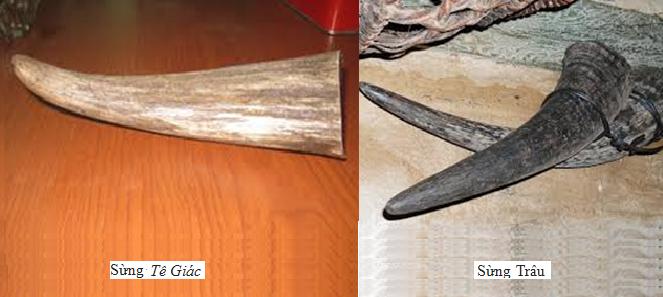 sừng tê giác và sừng trâu