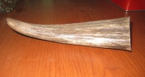 sừng trâu làm nhái sừng tê giác