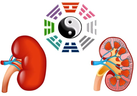 tạng thận trong Đông Y