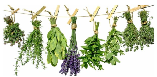 thuốc nam trị bệnh người nam