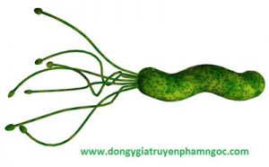 triệu chứng viêm dạ dày do vi khuẩn HP