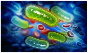 vi khuẩn HP có thực sự nguy hiểm hay không