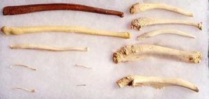 tại sao dương vật của người lại không có xương