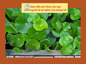 Rau má bổ gan mát thận