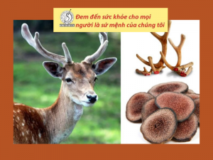 Sừng hươu là thành phần làm nên loại dược liệu quý sâm nhung