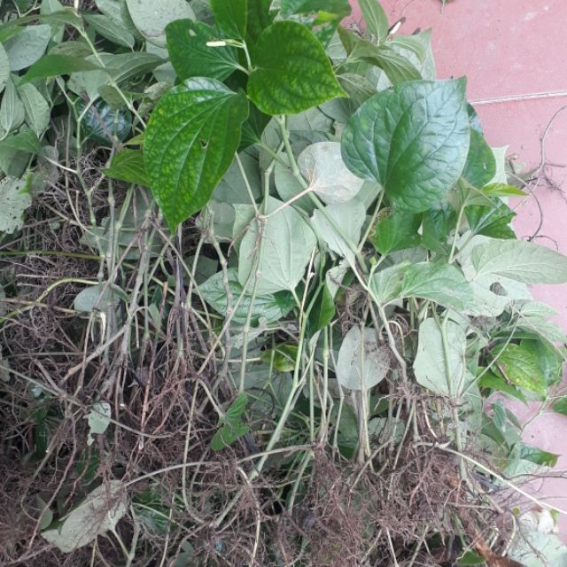 rễ lá lốt