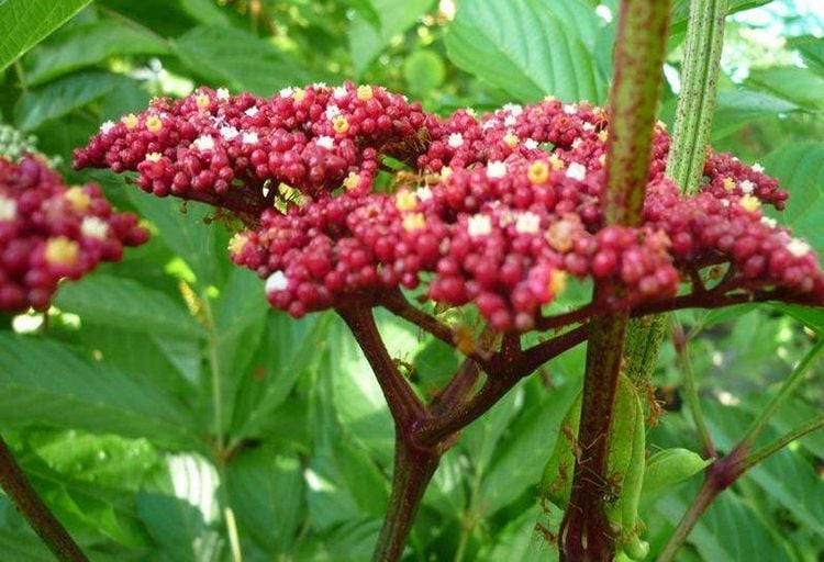 gối hạc