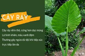 cây ráy
